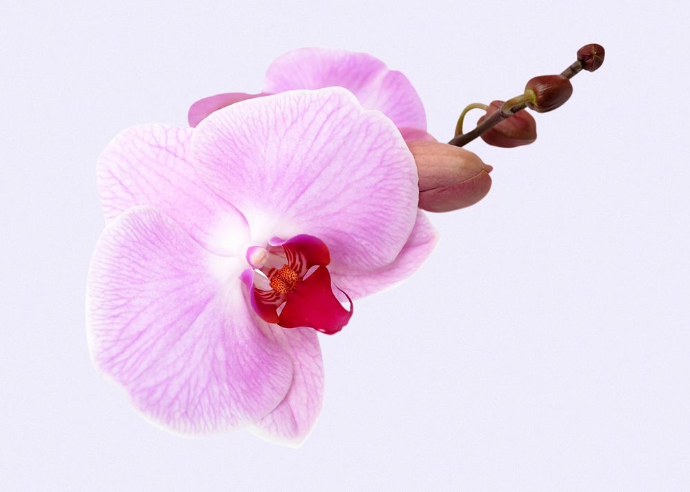 Pink flower, doritaenopsis orchid clipart