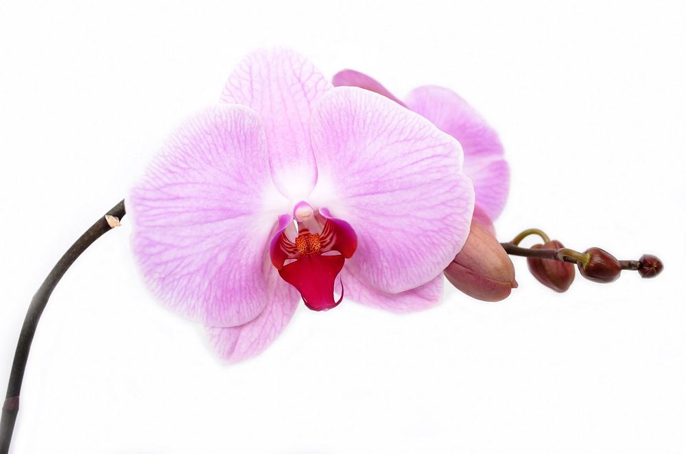 Orchid flower. Original public domain image from Wikimedia Commons