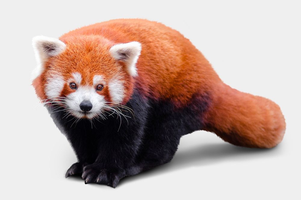 Red panda sticker, animal design psd