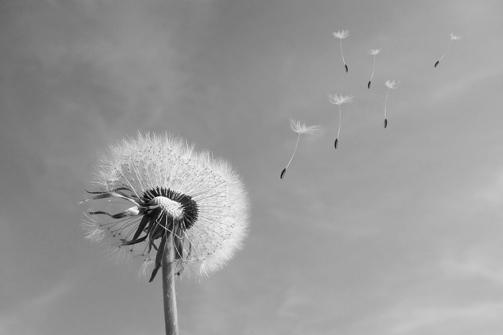 Dandelion Wind Blown. Original public domain image from Wikimedia Commons