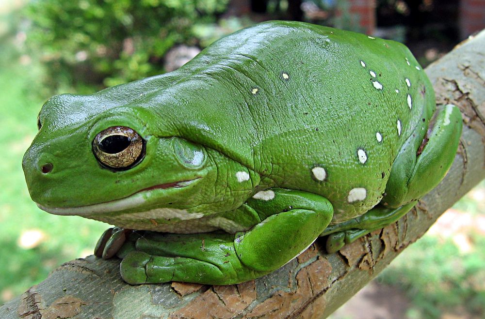 Magnificent tree frog (Litoria splendida). Original public domain image from Wikimedia Commons