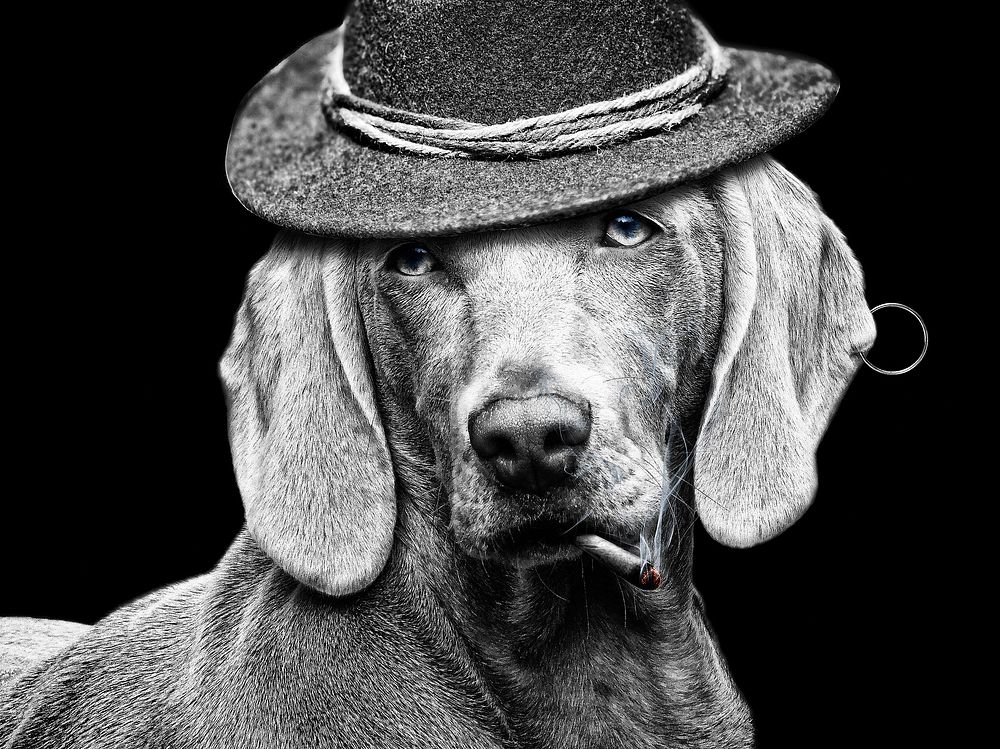A classy dog in a punk hat. Original public domain image from Wikimedia Commons