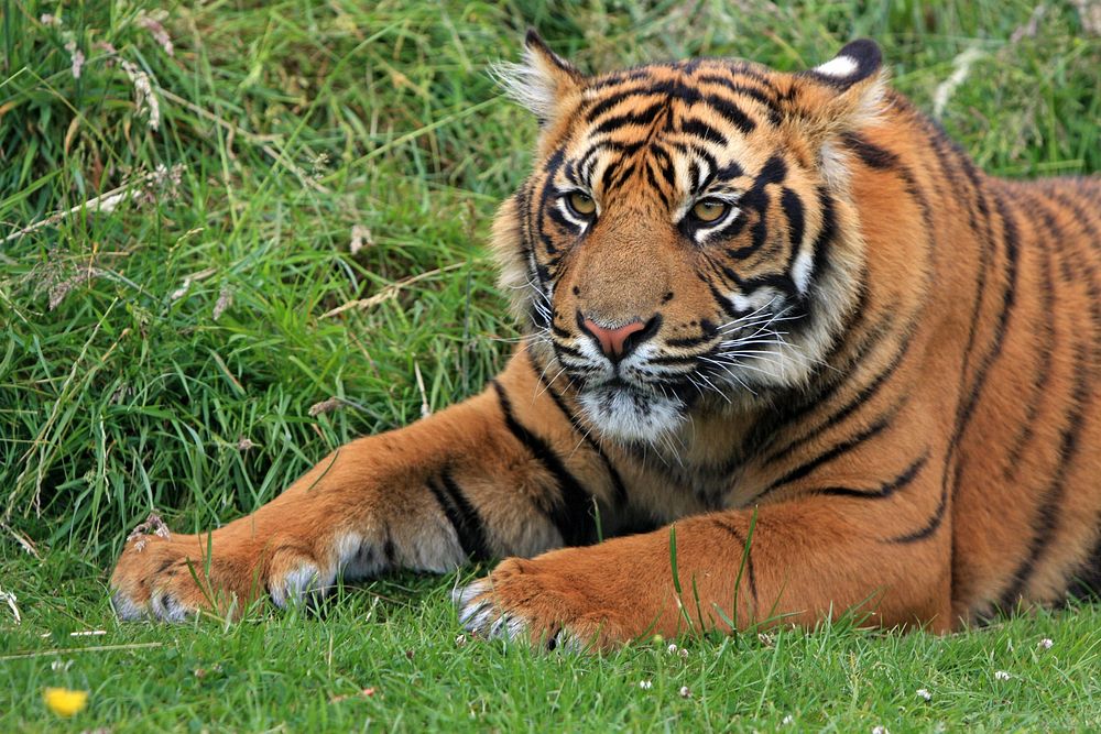 Tigre of Sumatra. Original public domain image from Wikimedia Commons