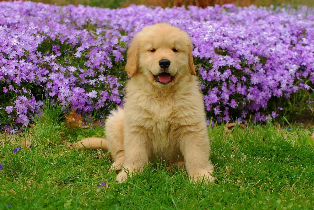 Golden retriever. Original public domain image from Wikimedia Commons