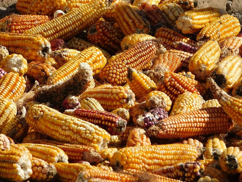 Corn in Mexico. Original public domain image from Wikimedia Commons