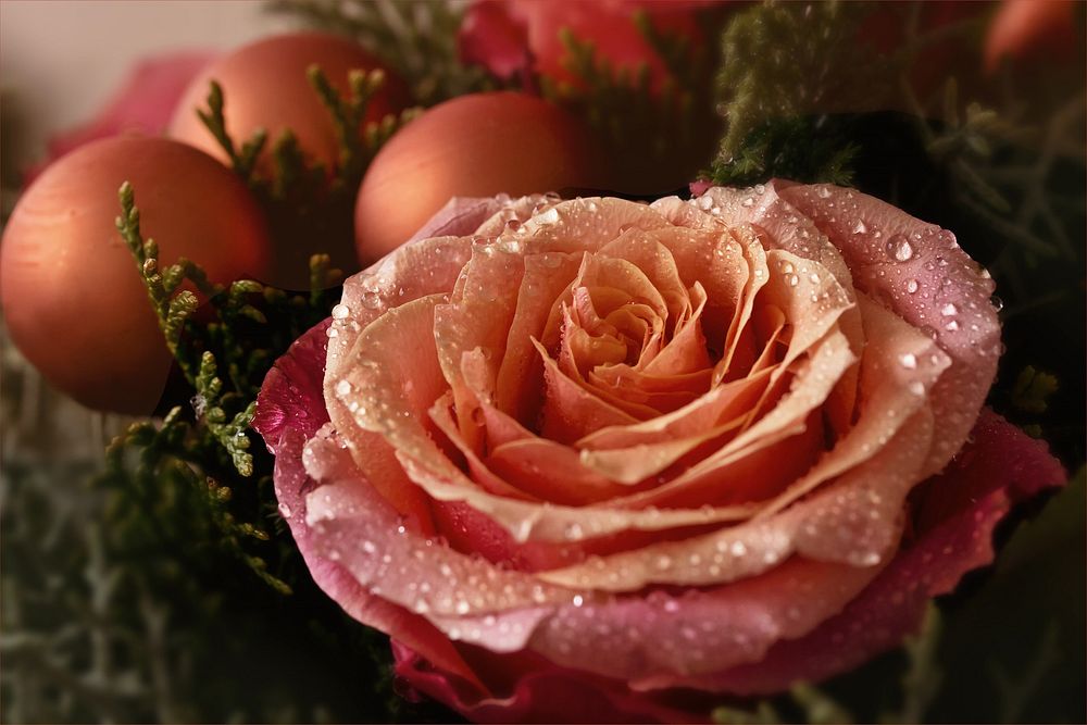 Rose for Christmas. Original public domain image from Wikimedia Commons