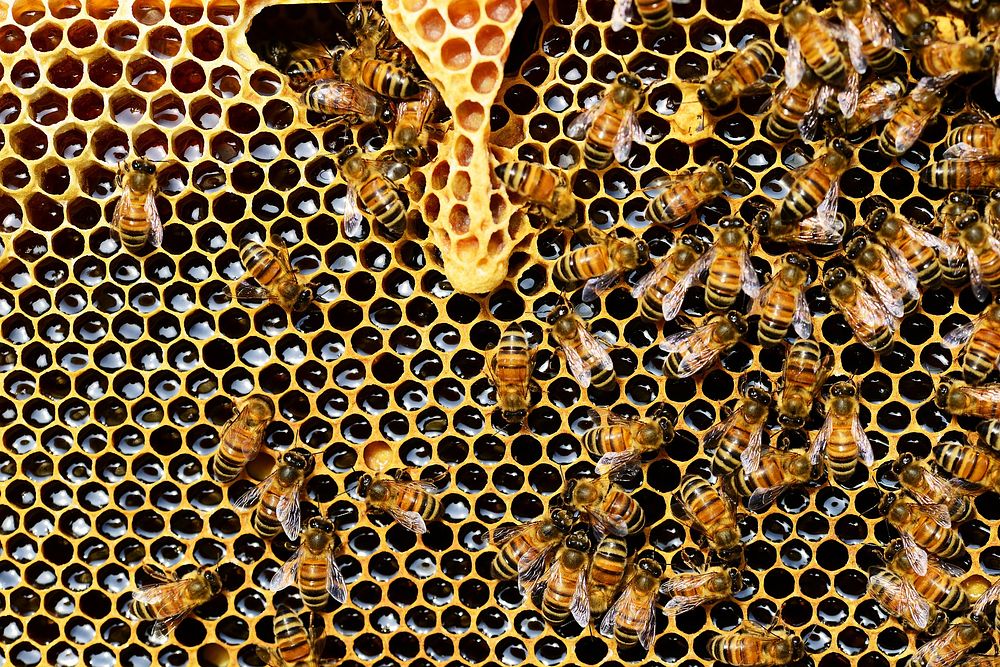 Honey bees. Original public domain image from Wikimedia Commons