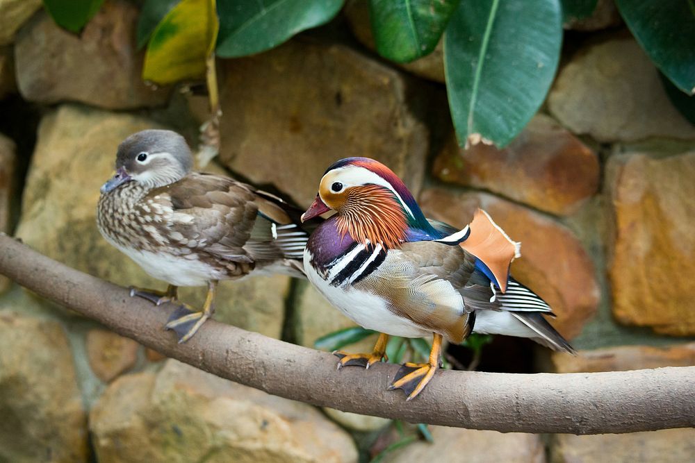 Male and female mandarin ducks sitting on branch near wall. Original public domain image from Wikimedia Commons