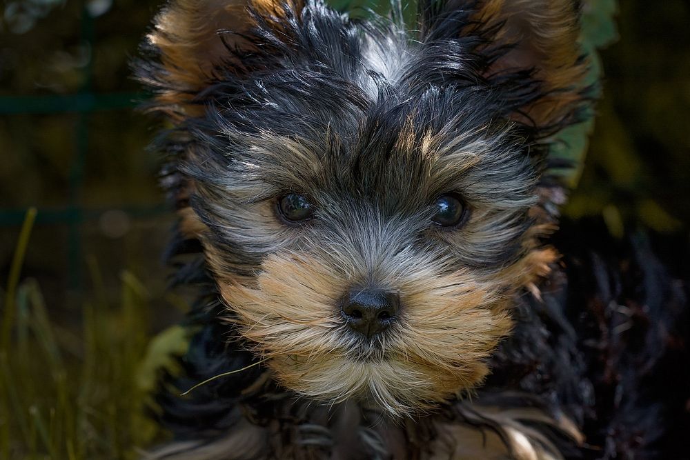 Cute yorkshire terrier's close up face shot. Original public domain image from Wikimedia Commons