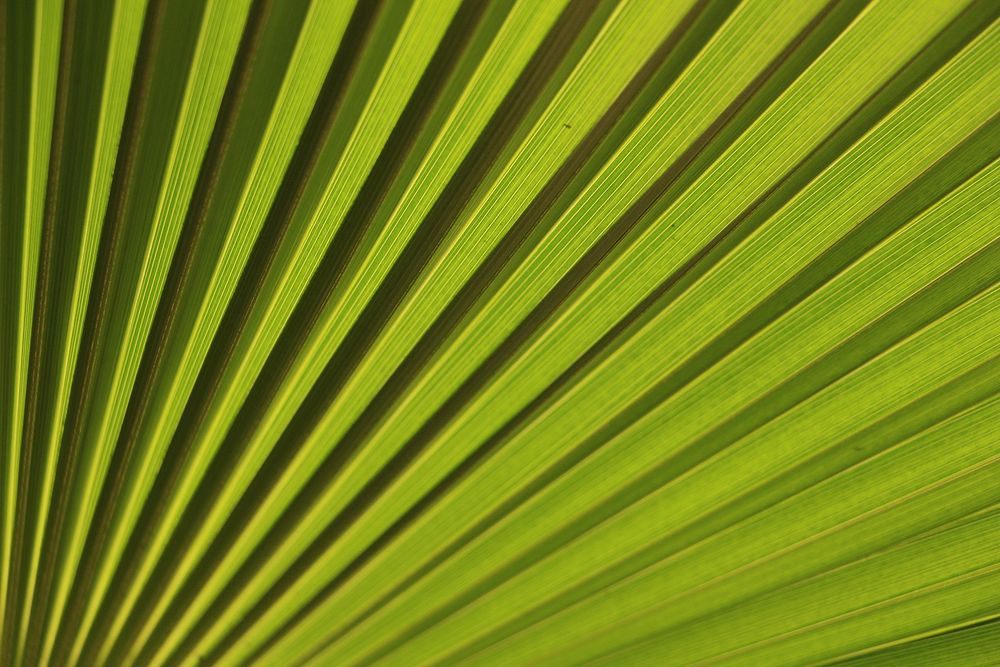 Banana leaf textured background. Original public domain image from Wikimedia Commons