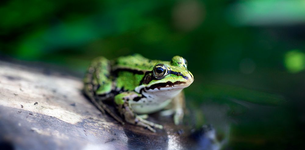 Frog posing on a log in the swamp. Original public domain image from Wikimedia Commons