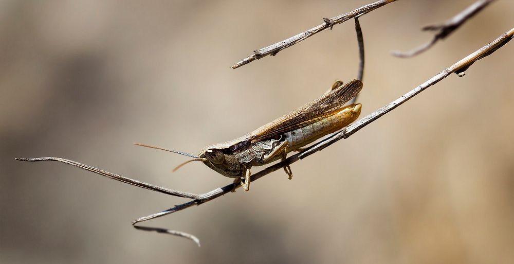 Brown grasshopper on a twig. Original public domain image from Wikimedia Commons