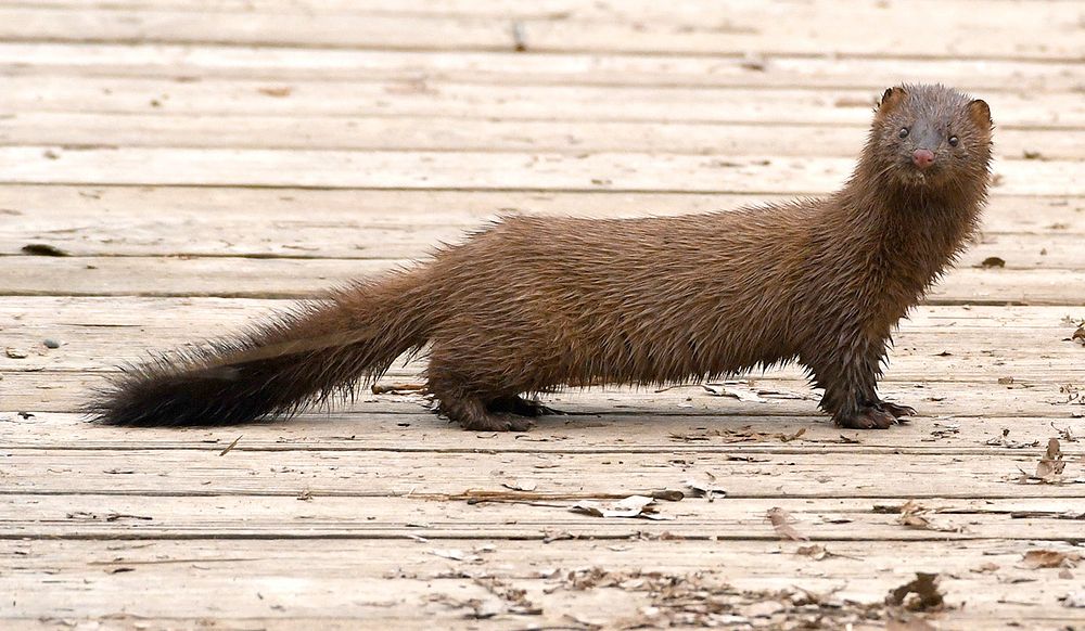 A mink pauses for a moment on the boardwalk before running into the reeds. Original public domain image from Wikimedia…