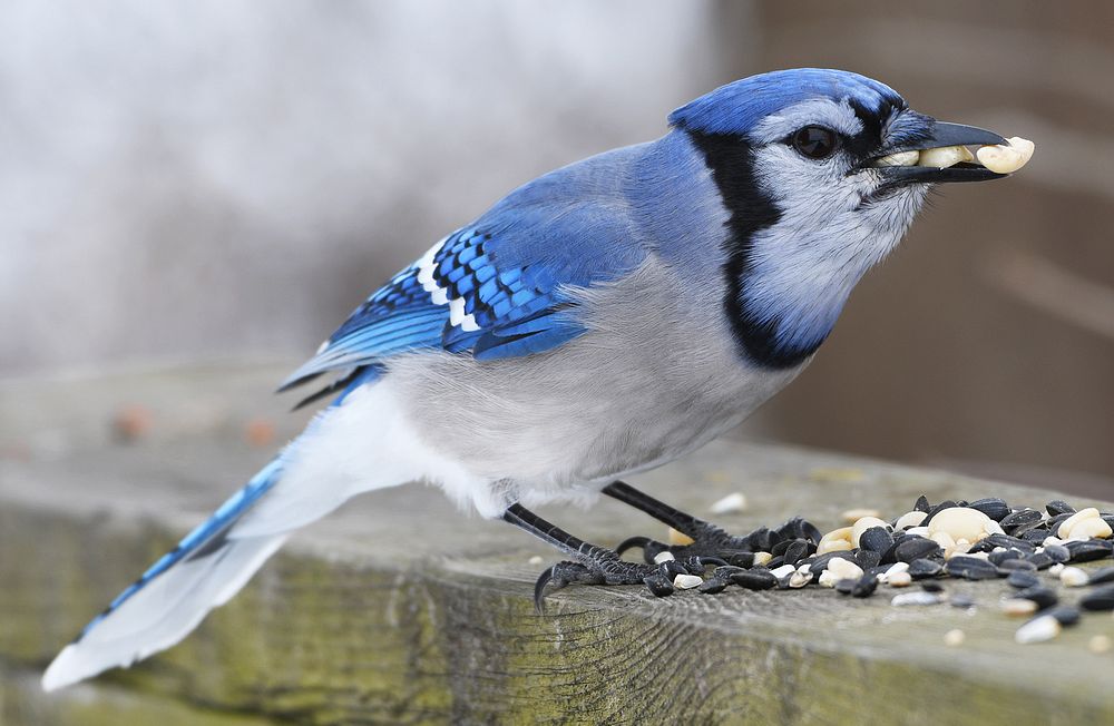 This Blue Jay ended up stuffing five peanuts in his beak!. Original public domain image from Wikimedia Commons
