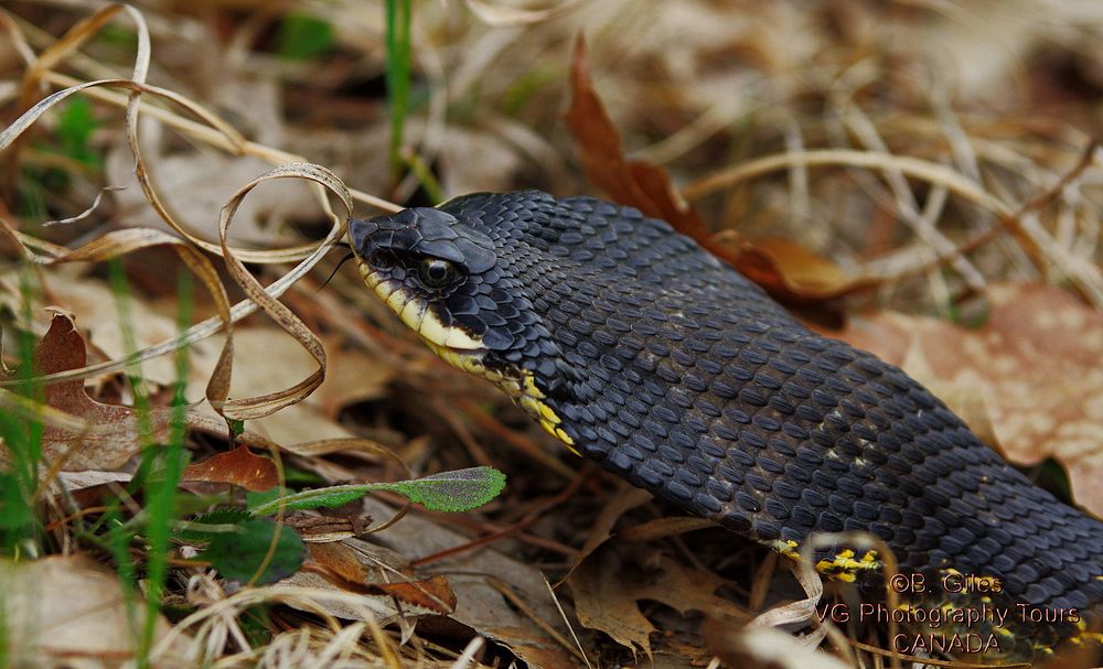 Eastern Hog-nosed Snake (Heterodon platirhinos) in Southern Ontario. Original public domain image from Wikimedia Commons