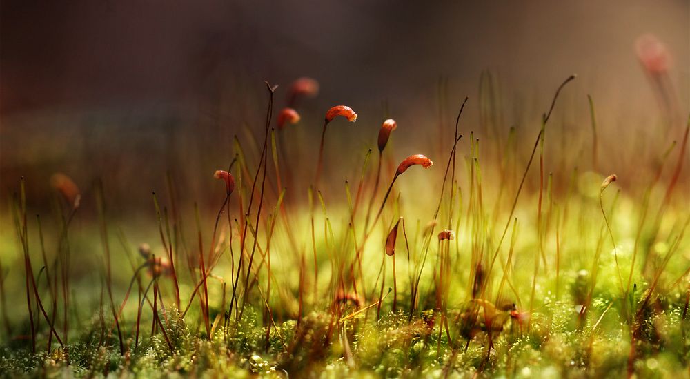 Moss on the forest floor. Original public domain image from Wikimedia Commons