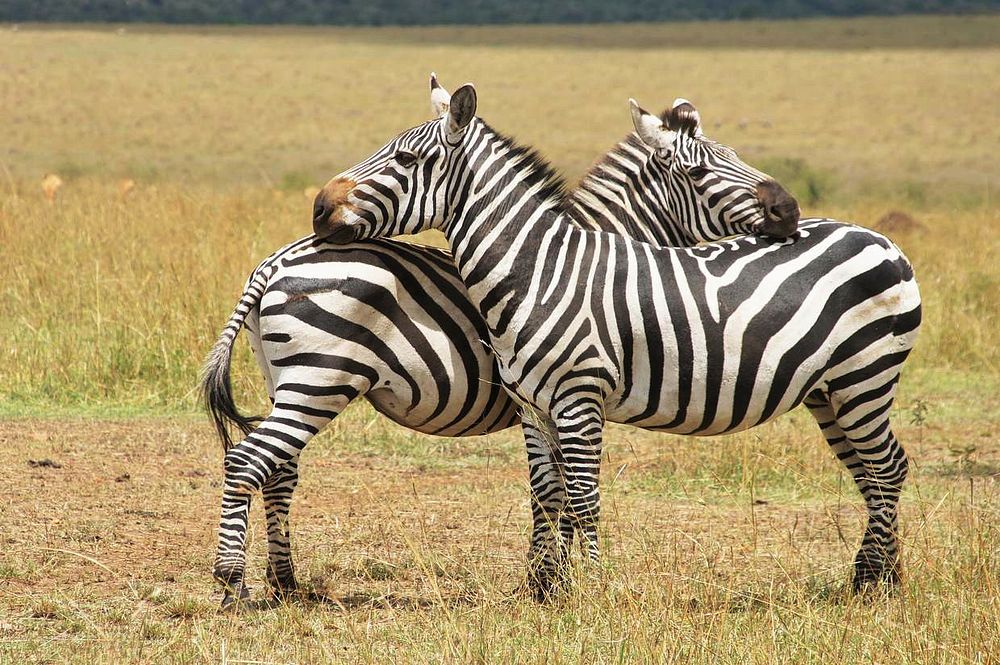 Two zebras are taking care each other in the field. Original public domain image from Wikimedia Commons