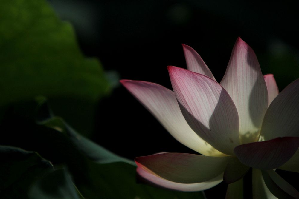 Yeung Uk Chuen morning lotus. Original public domain image from Wikimedia Commons