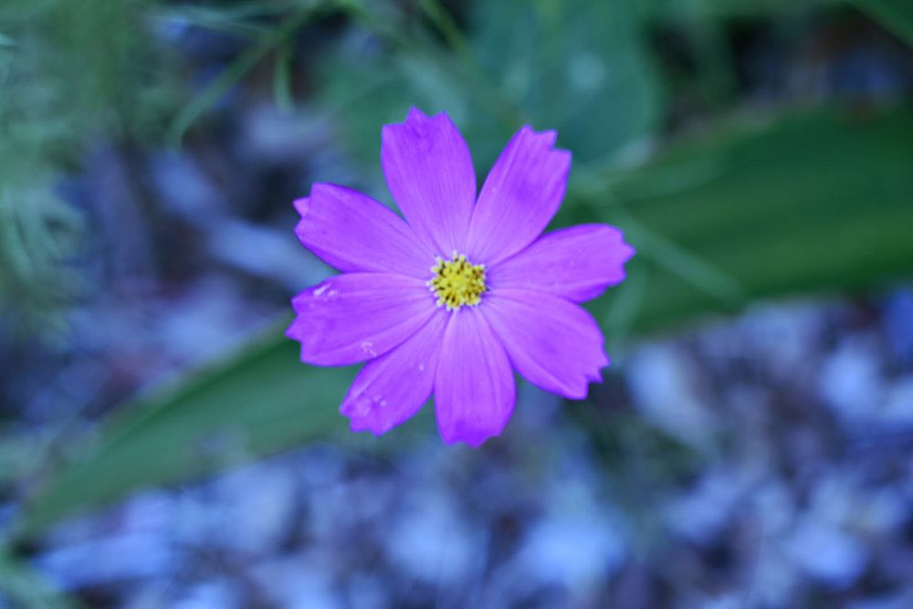 Flower Purple. Original public domain image from Wikimedia Commons
