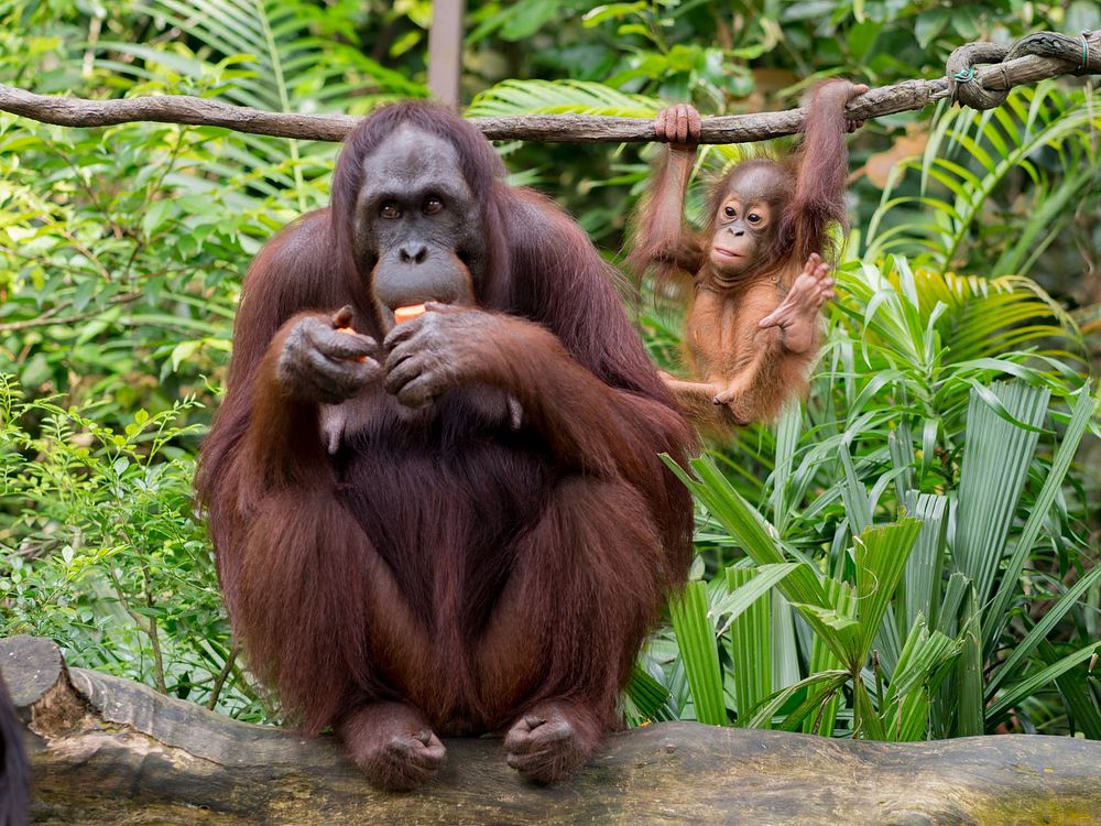 Solitary orangutan eating with infant. Original public domain image from Wikimedia Commons
