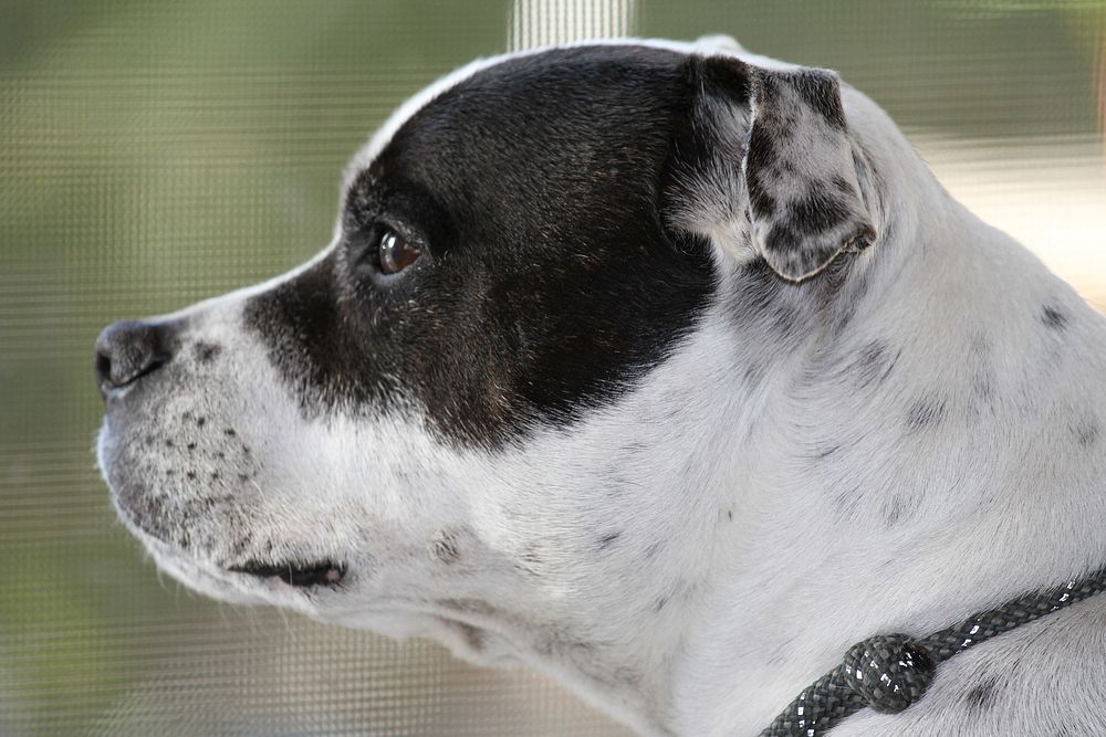 Side view of a Staffordshire Bull Terrier's head. Original public domain image from Wikimedia Commons