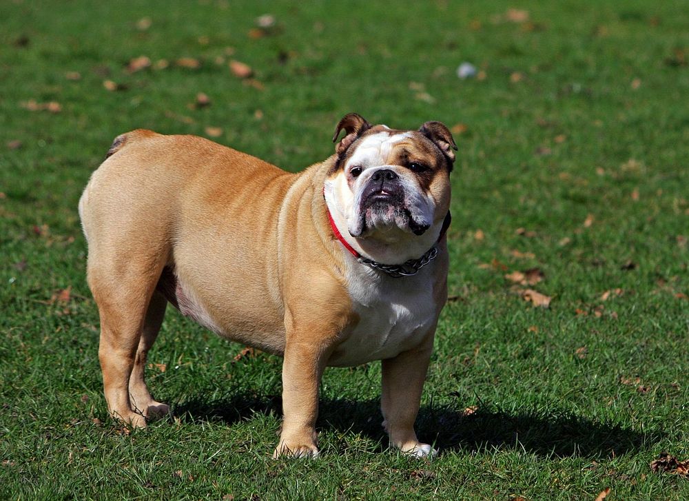 English Bulldog. Original public domain image from Wikimedia Commons