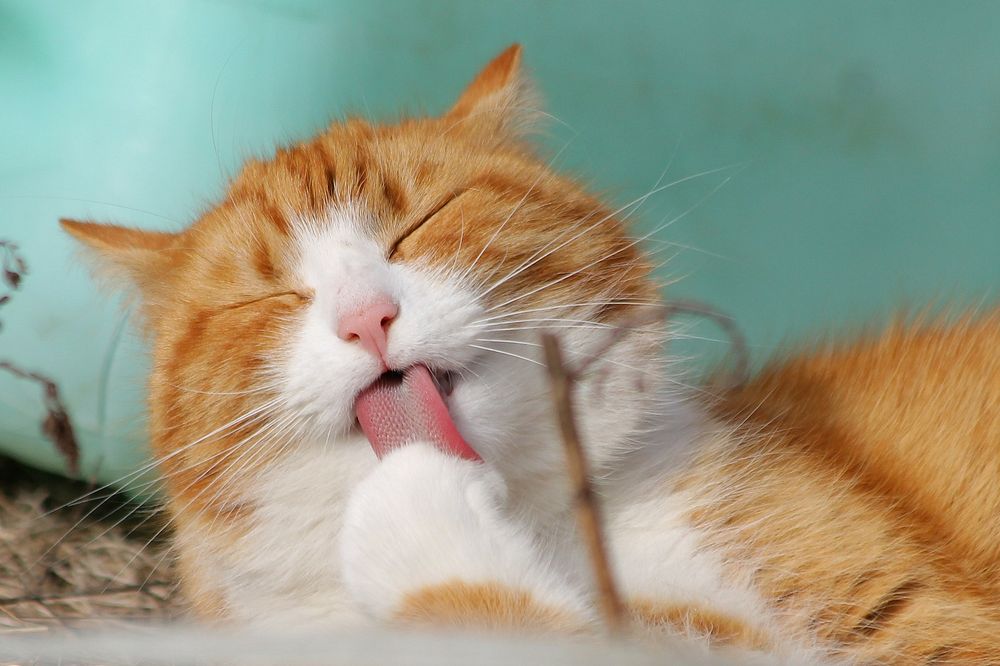 Cat licking its paw. Original public domain image from Wikimedia Commons