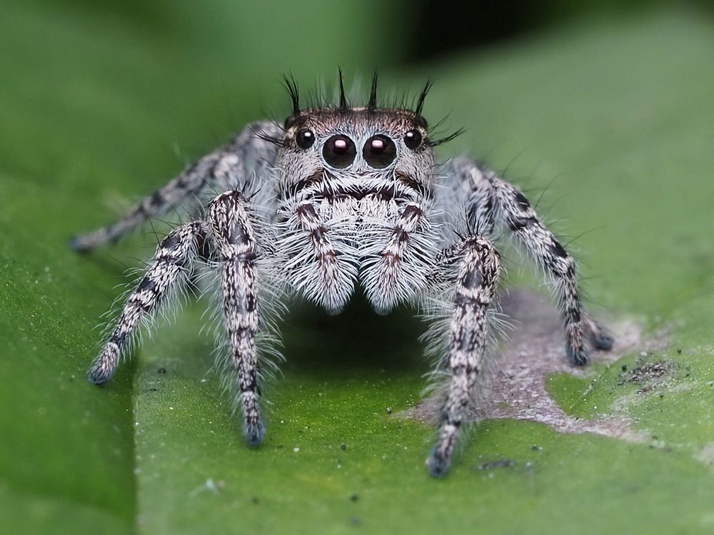 Adult female Phidippus putnami jumping spider in Allegheny County, Pennsylvania. Original public domain image from Wikimedia…