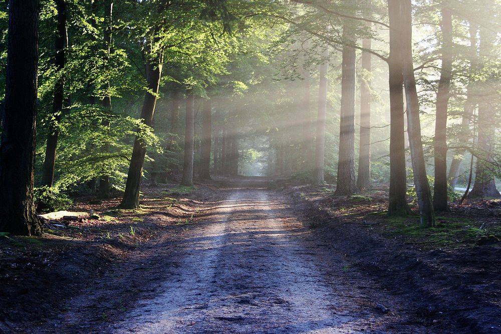 Peaceful road in the forest. Original public domain image from Wikimedia Commons