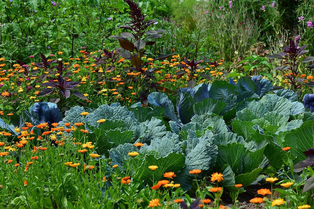 An unstructured garden containing white cabbage and floral varieties. Original public domain image from Wikimedia Commons
