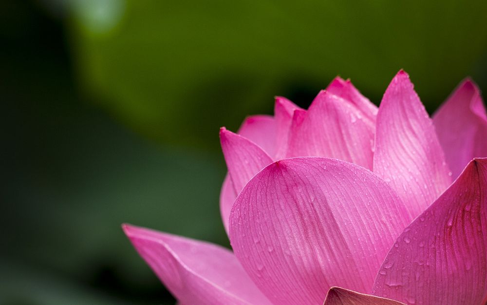 Pink lotus. Original public domain image from Wikimedia Commons
