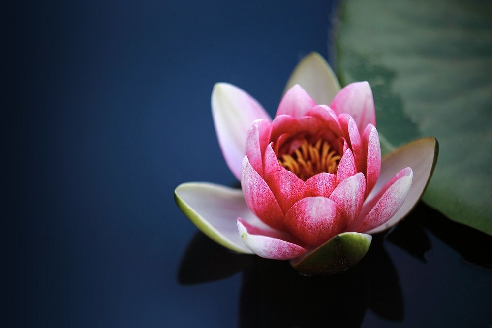 Water lily. Original public domain image from Wikimedia Commons