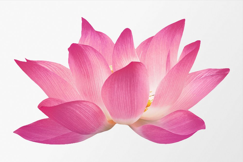 Pink flower, lotus collage element psd