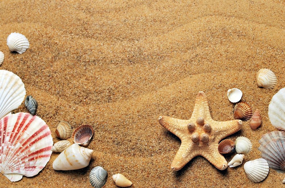 Beach with some seashells and starfish. Original public domain image from Wikimedia Commons