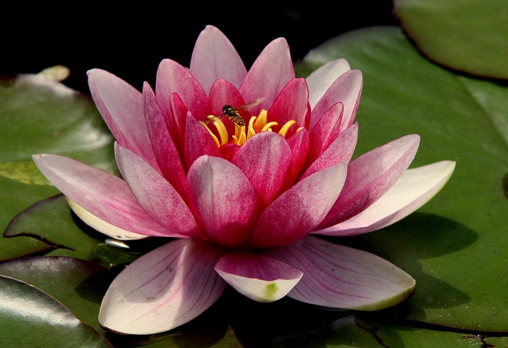 Lotus. Original public domain image from Wikimedia Commons