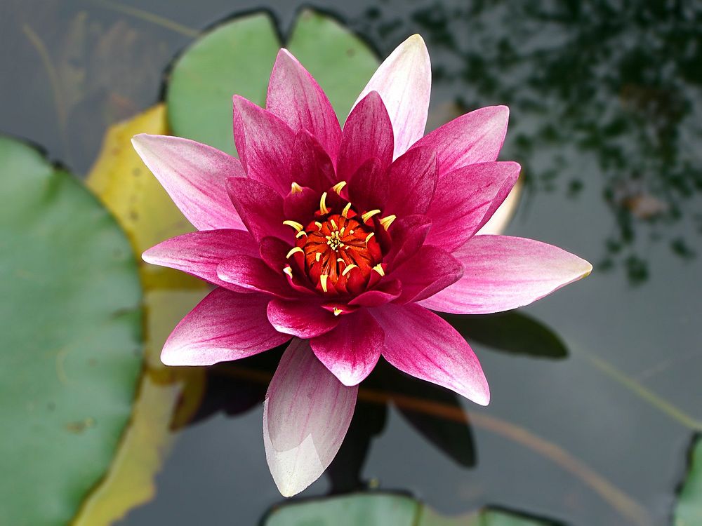 Lotus. Original public domain image from Wikimedia Commons