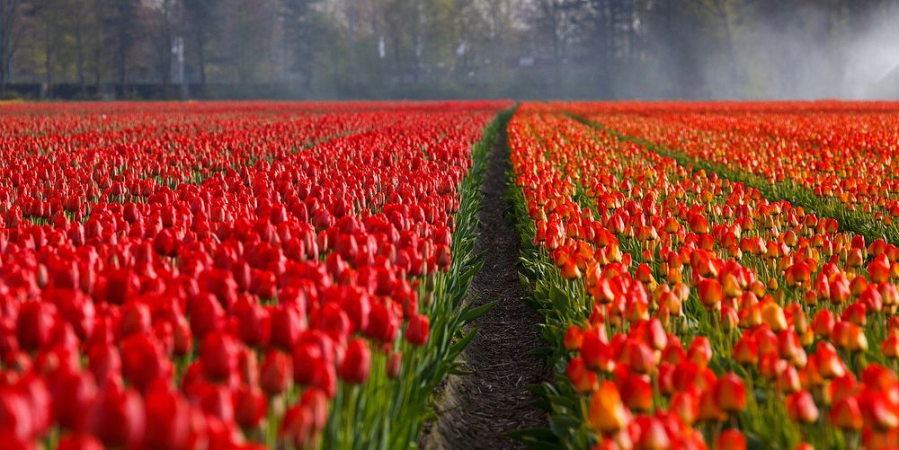 Field path flowers Original public domain image from Wikimedia Commons