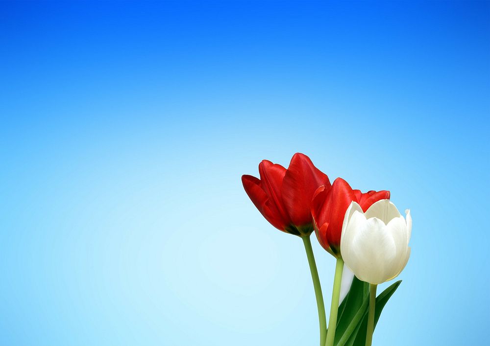 Hai bông hoa tulip trắng và một bông hoa tulip đỏ. Original public domain image from Wikimedia Commons