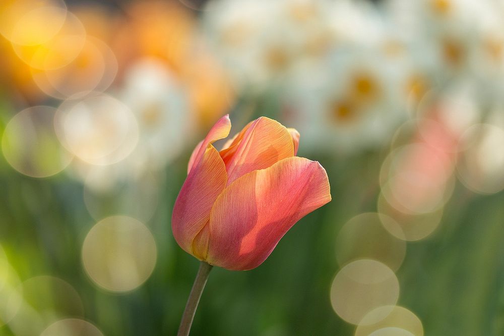 Tulip. Original public domain image from Wikimedia Commons