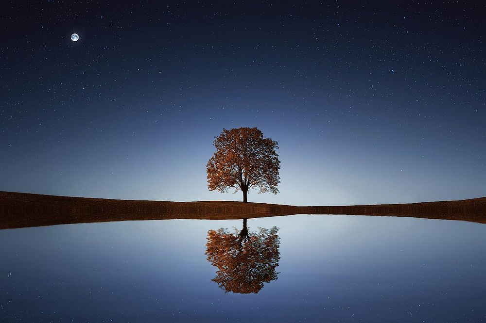 Tree and lake reflection. Original public domain image from Wikimedia Commons