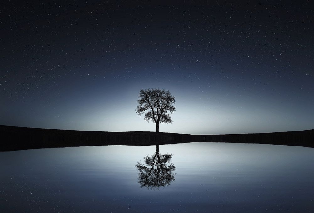 Tree and its reflection on the lake. Original public domain image from Wikimedia Commons