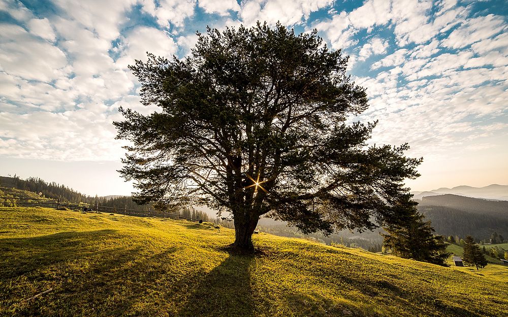 Tree. Original public domain image from Wikimedia Commons