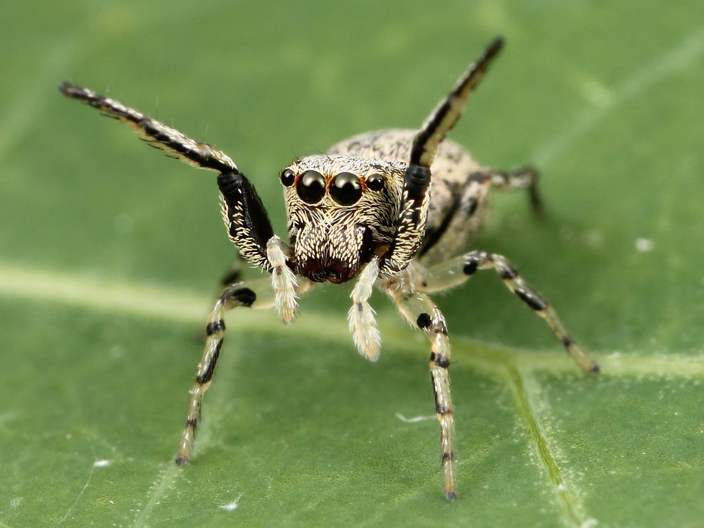 Female Zygoballus rufipes jumping spider found in northern Laurens County, South Carolina. Original public domain image from…