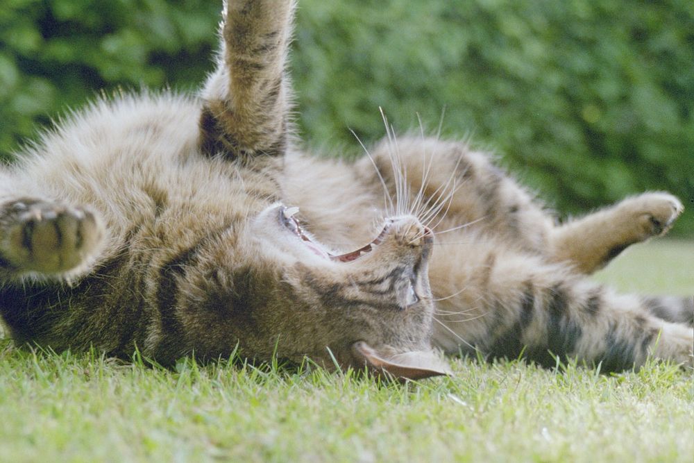 Cat stretching out on the grass. Original public domain image from Wikimedia Commons