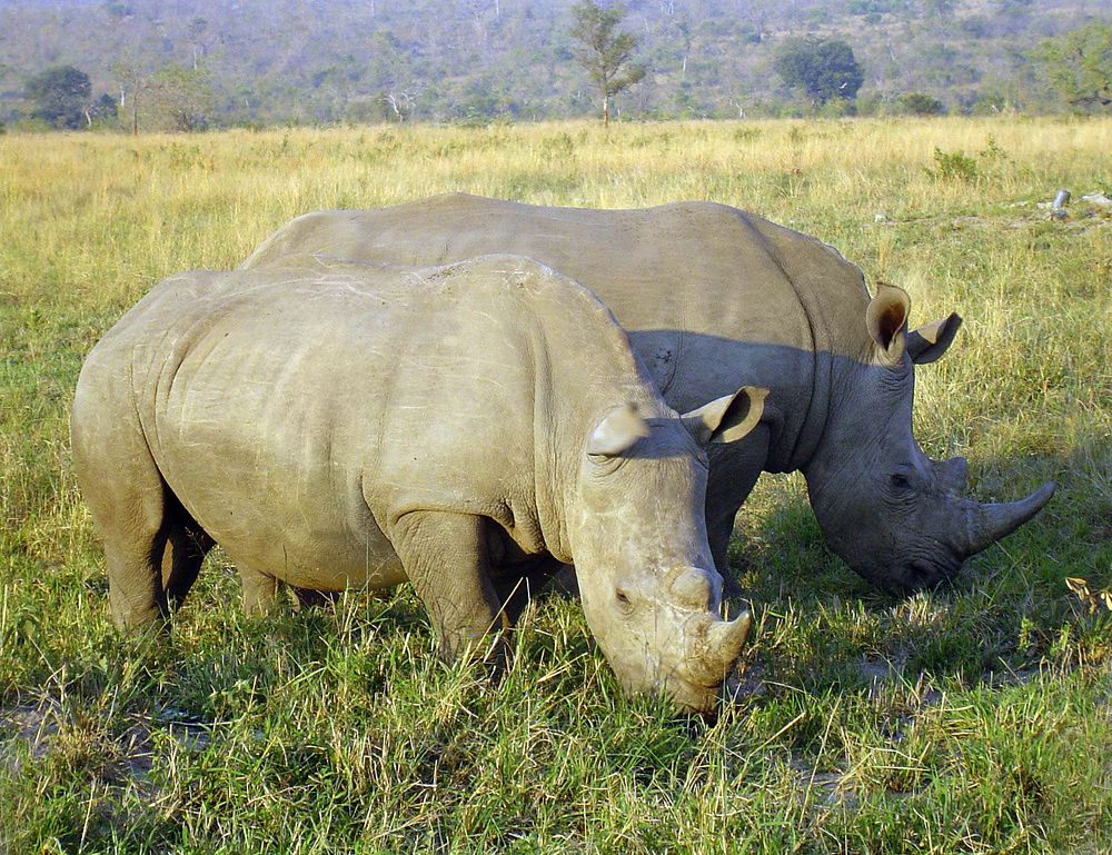 Rhinoceros eating in a national park in South Africa. Original public domain image from Wikimedia Commons