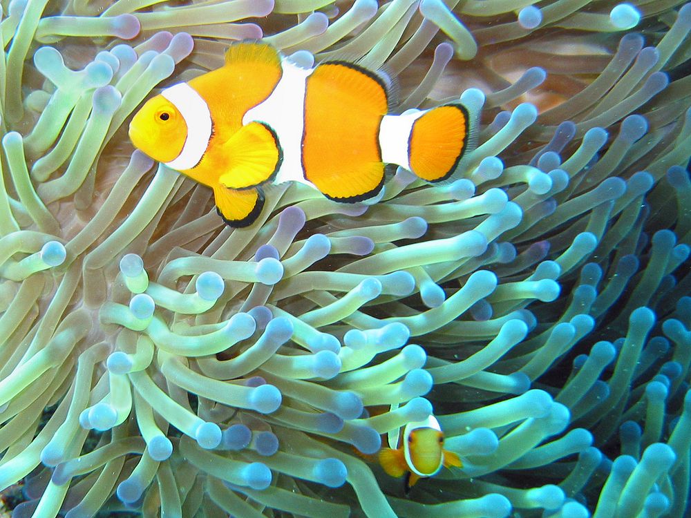 Common Clownfish (Amphiprion ocellaris) in their Magnificent Sea Anemone (Heteractis magnifica) home on the Great Barrier…