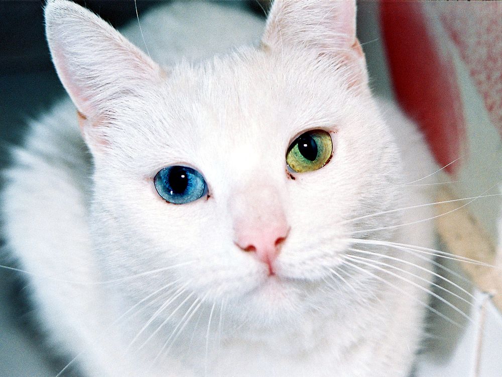 Close up white cat with eyes of different colors. Original public domain image from Wikimedia Commons
