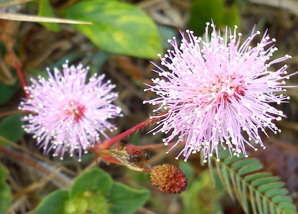 Mimosa Pudica Linn-Flower. Original public domain image from Wikimedia Commons
