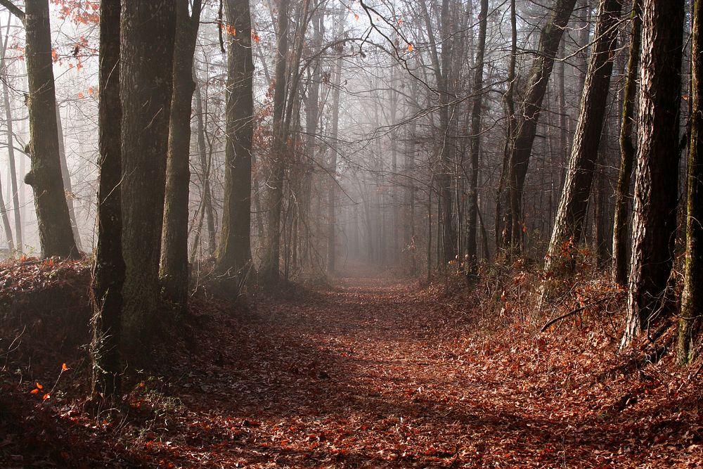 Autumn forest. Original public domain image from Wikimedia Commons