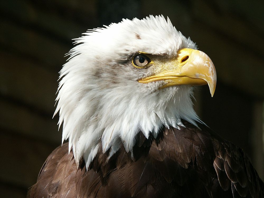 Bald eagle (scientific name: Haliaeetus leucocephalus). Original public domain image from Wikimedia Commons